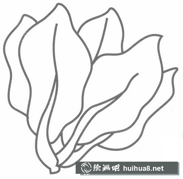 菠菜簡(jiǎn)筆畫
