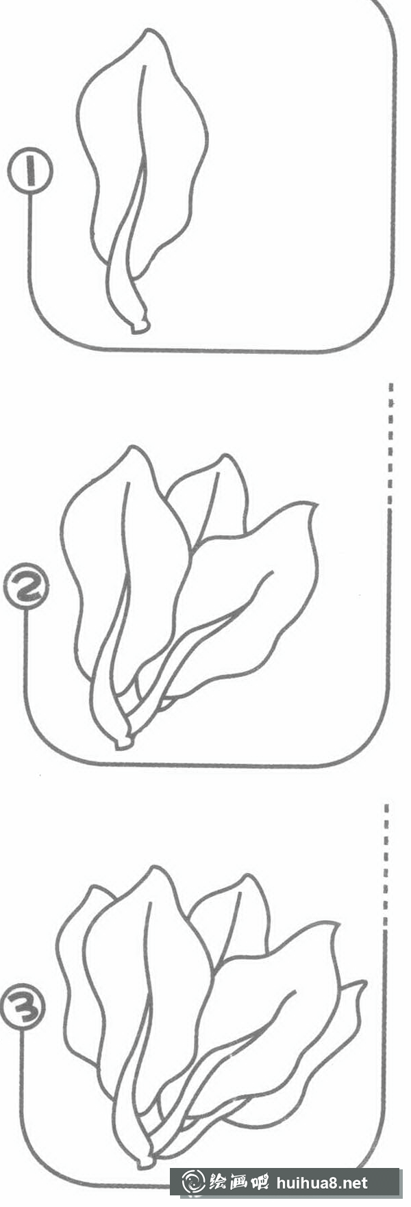 菠菜簡(jiǎn)筆畫