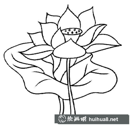 手繪荷葉荷花素描鉛筆