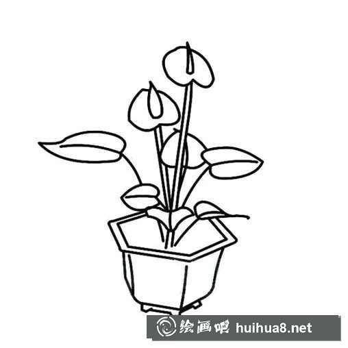 白掌簡(jiǎn)筆畫圖片