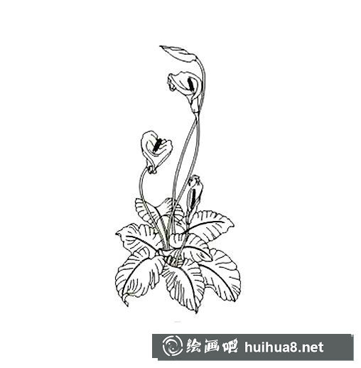白掌簡(jiǎn)筆畫圖片