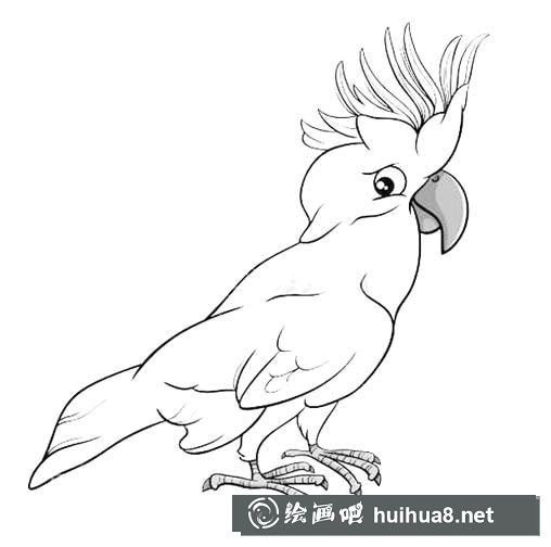 鸚鵡polly簡(jiǎn)筆畫圖片