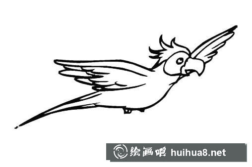 鸚鵡polly簡(jiǎn)筆畫圖片