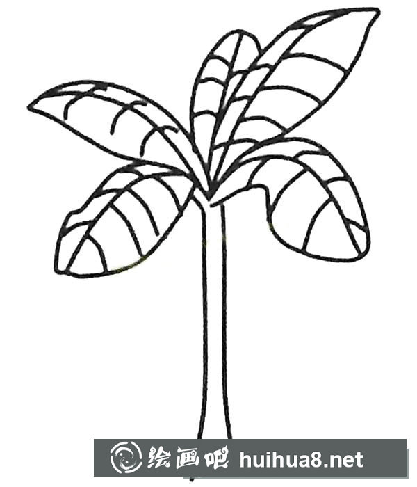 兒童簡筆畫大全 漂亮的芭蕉樹簡筆畫圖片