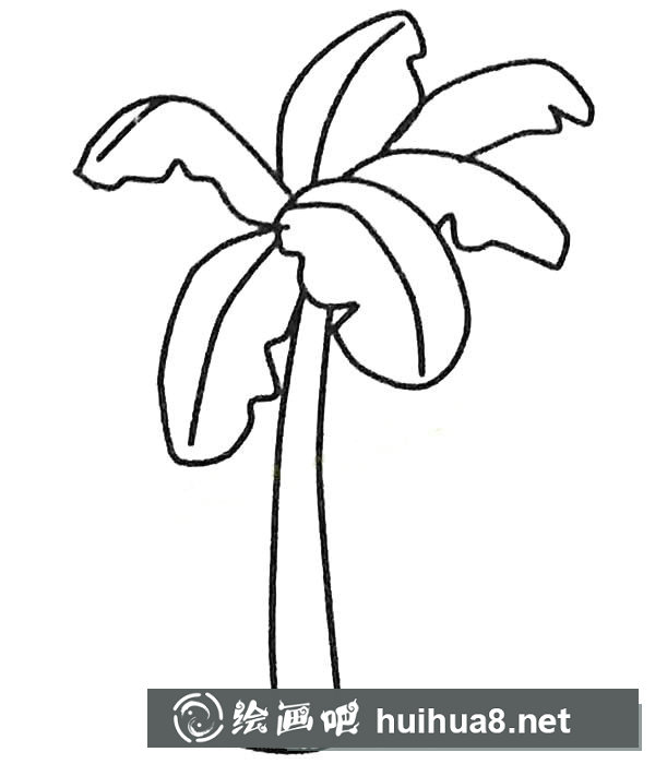 兒童簡筆畫大全 漂亮的芭蕉樹簡筆畫圖片