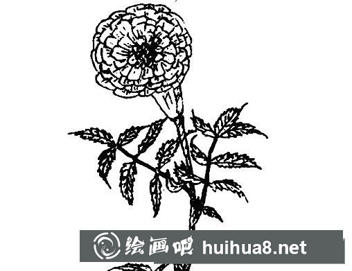 萬壽菊簡筆畫圖片