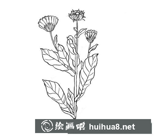 萬壽菊簡筆畫圖片