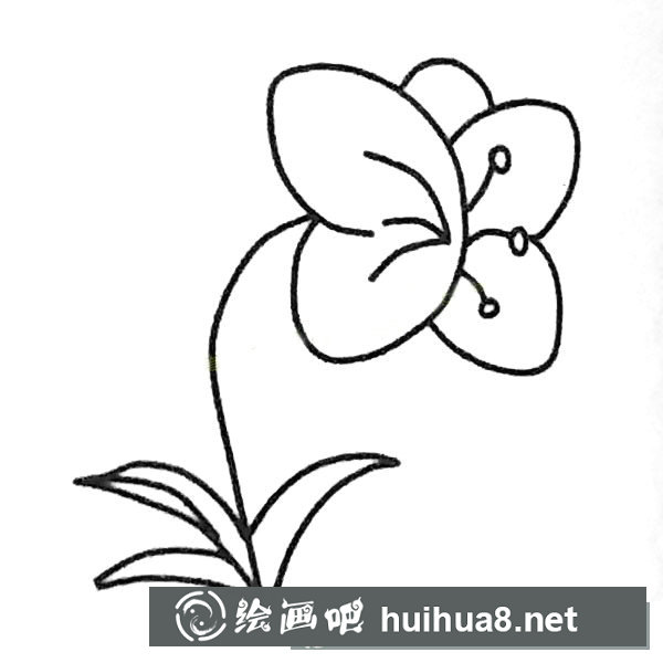 四步畫出蝴蝶蘭簡筆畫步驟圖教程