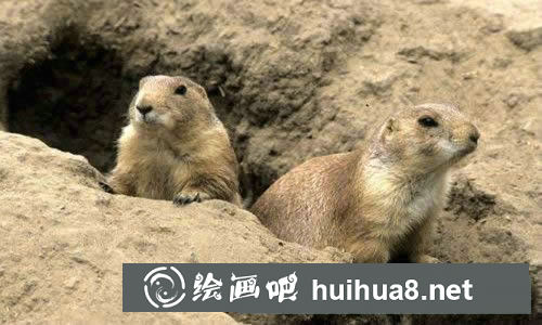 小鼴鼠的故事