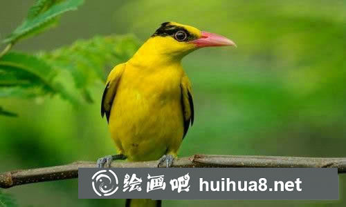 小黃鸝的故事