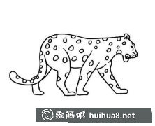 美洲豹簡(jiǎn)筆畫(huà)教程