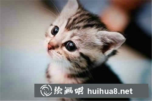 小貓百科知識(shí)圖解