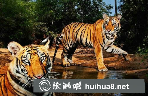 老虎簡筆畫圖片