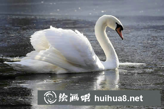 天鵝簡(jiǎn)筆畫(huà)圖解步驟
