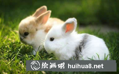 兔子的簡(jiǎn)介
