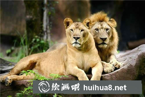 怎樣畫可愛的獅子簡筆畫圖片