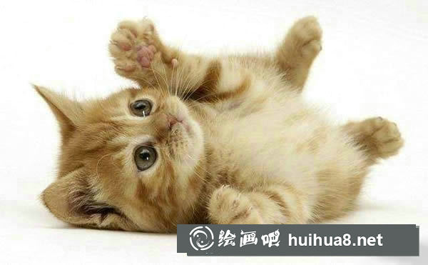 關(guān)于貓咪的飲食須知