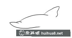 簡(jiǎn)筆畫鯊魚步驟圖解