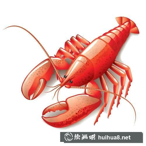 龍蝦圖片