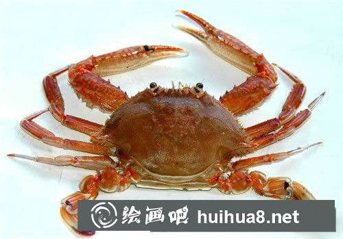 螃蟹衍生小知識(shí)