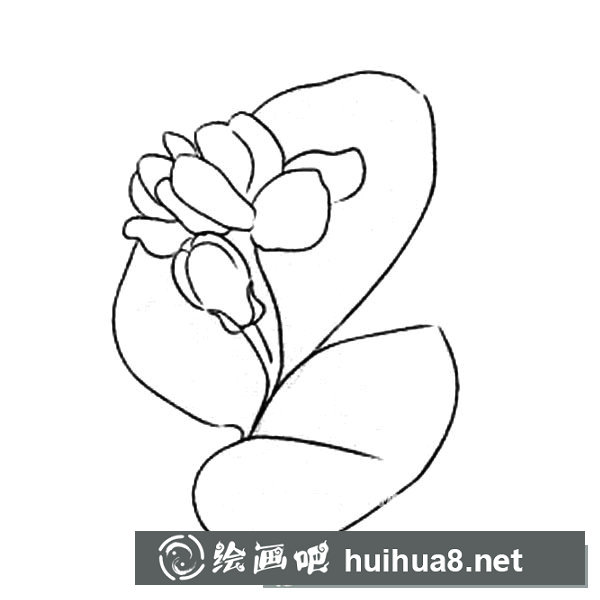 花朵的畫法 茉莉花簡(jiǎn)筆畫圖片