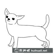 吉娃娃簡筆畫步驟圖解
