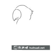 簡(jiǎn)筆畫鸚鵡步驟圖解教程
