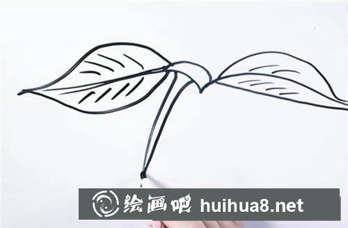 櫻桃簡筆畫圖片