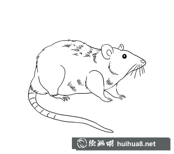 可愛的小貓簡筆畫1