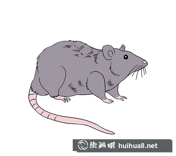 可愛的小貓簡筆畫2