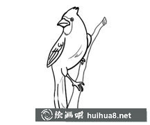 紅雀簡筆畫圖賞
