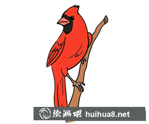 紅雀簡筆畫圖片2