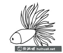 孔雀魚簡筆畫6款美圖欣賞