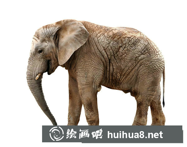 小象的故事