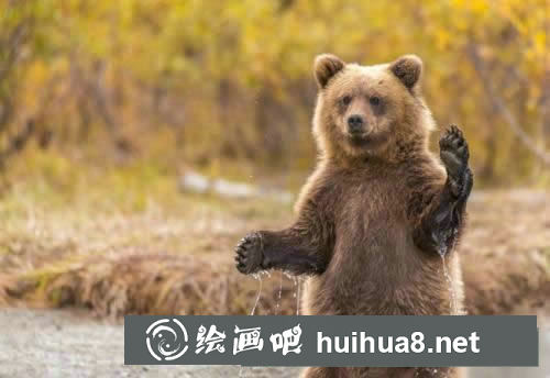 可愛的小熊簡筆畫怎么畫 可愛的小熊簡筆畫怎么制作
