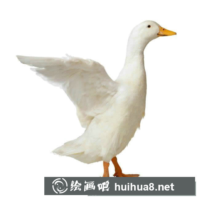 小鴨子簡(jiǎn)筆畫