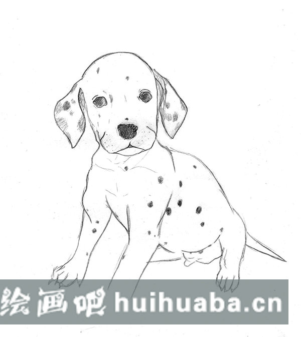 斑點狗兒童畫_狗的畫法鉛筆畫圖片