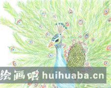 綠孔雀兒童彩色鉛筆畫佳作