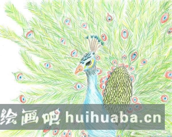 綠孔雀兒童彩色鉛筆畫作品_彩鉛畫孔雀的畫法