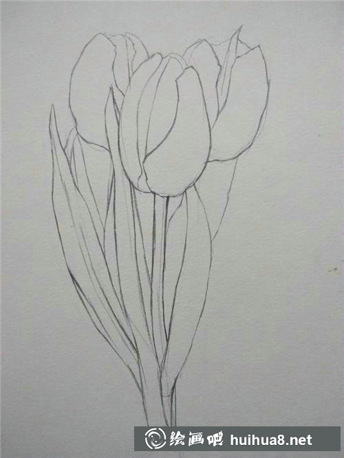 玫瑰花起形