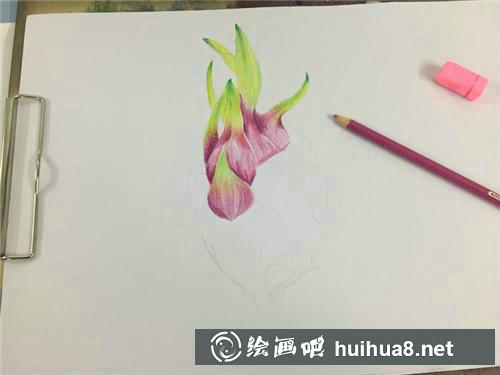 火龍果彩鉛畫步驟2