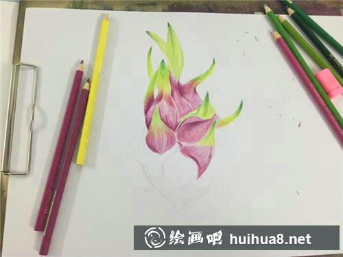 火龍果彩鉛畫步驟3