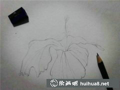 朱槿花彩鉛畫法步驟詳解