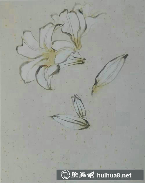 百合花染色