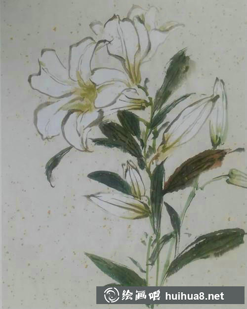 百合花畫葉