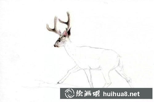 小鹿彩鉛畫步驟2