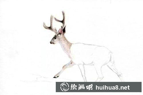 小鹿彩鉛畫步驟3
