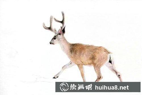 小鹿彩鉛畫步驟5