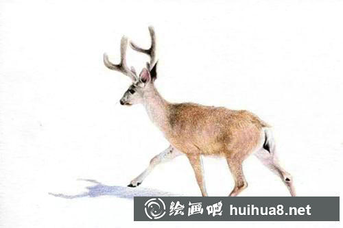 小鹿彩鉛畫步驟6