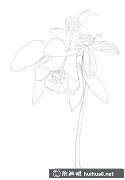 彩鉛繪耬斗菜教程